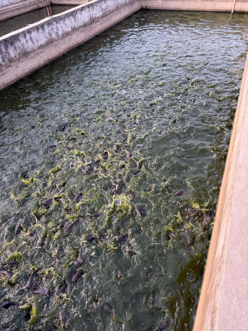 Catfish growing in concrete ponds at BioFoods farm