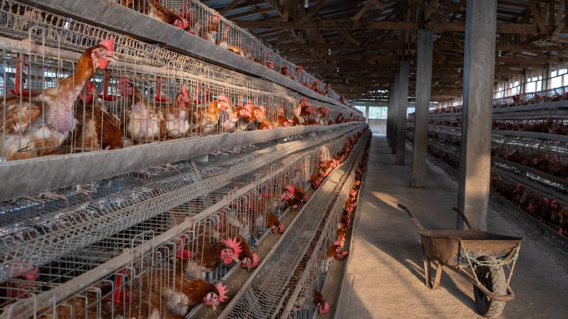 Inside our poultry operations