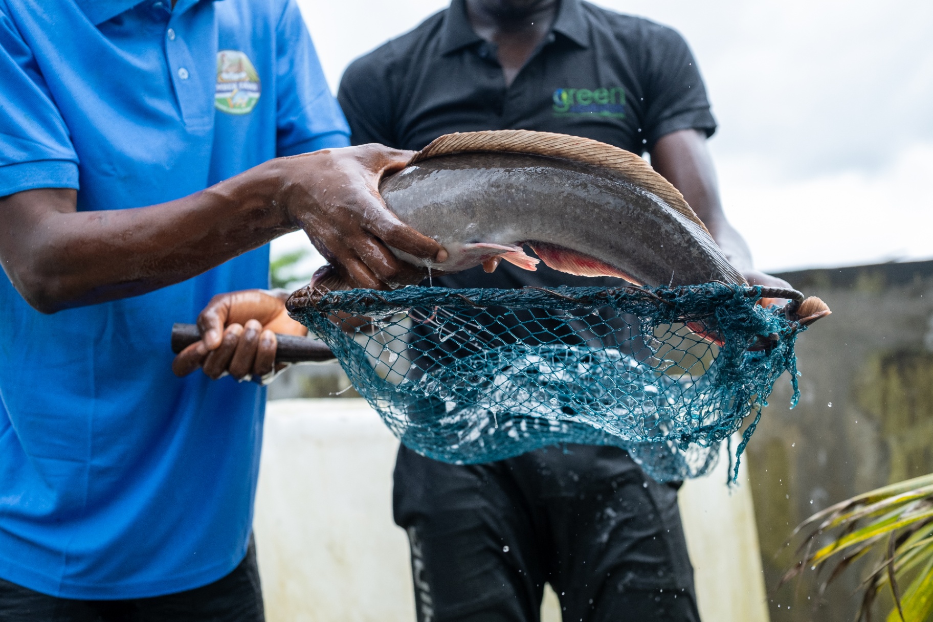 Why local fish processing matters
