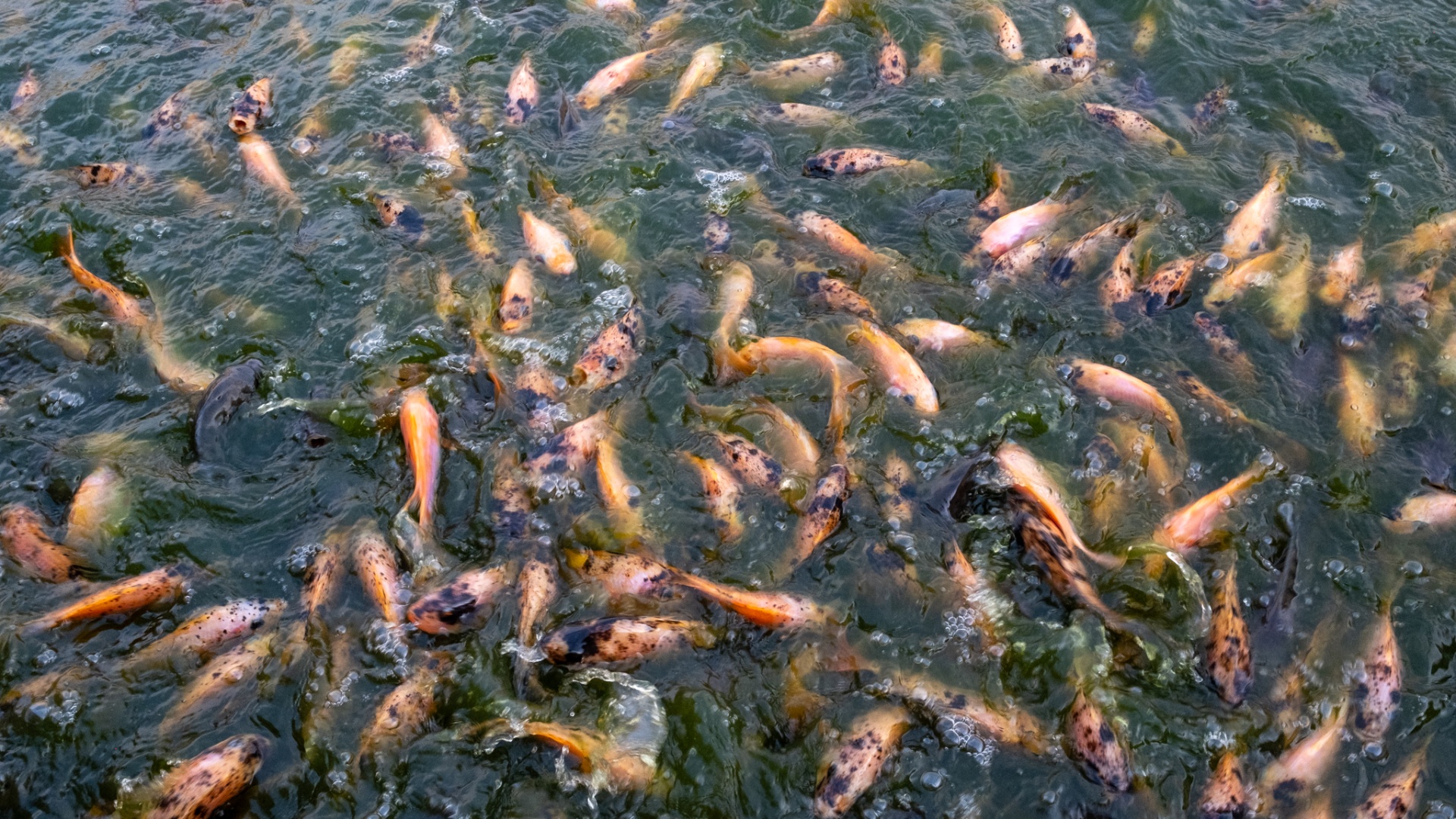 Scaling BioFeed across Sierra Leone