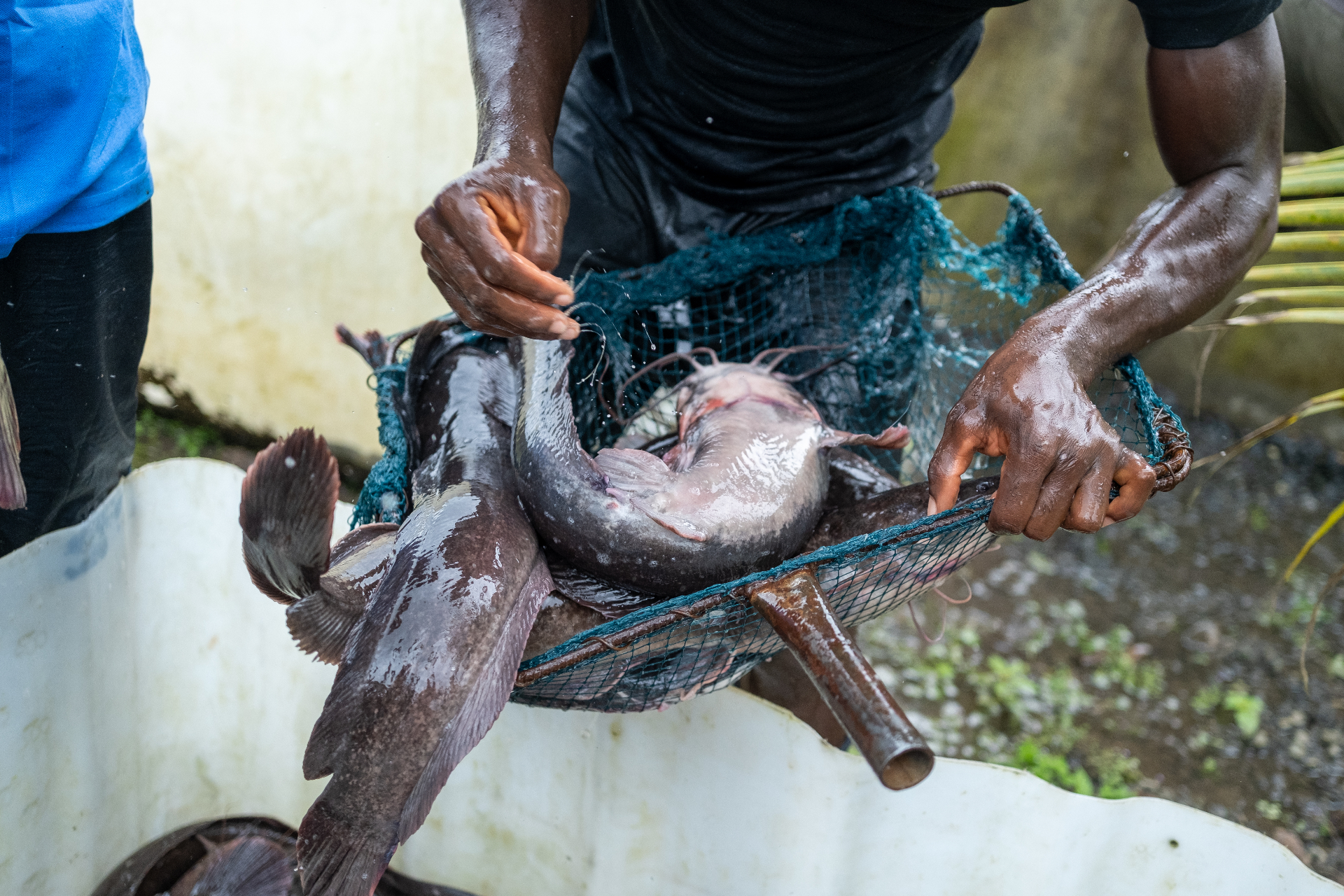 Catfish being lifted from a BioFoods pond in Sierra Leone