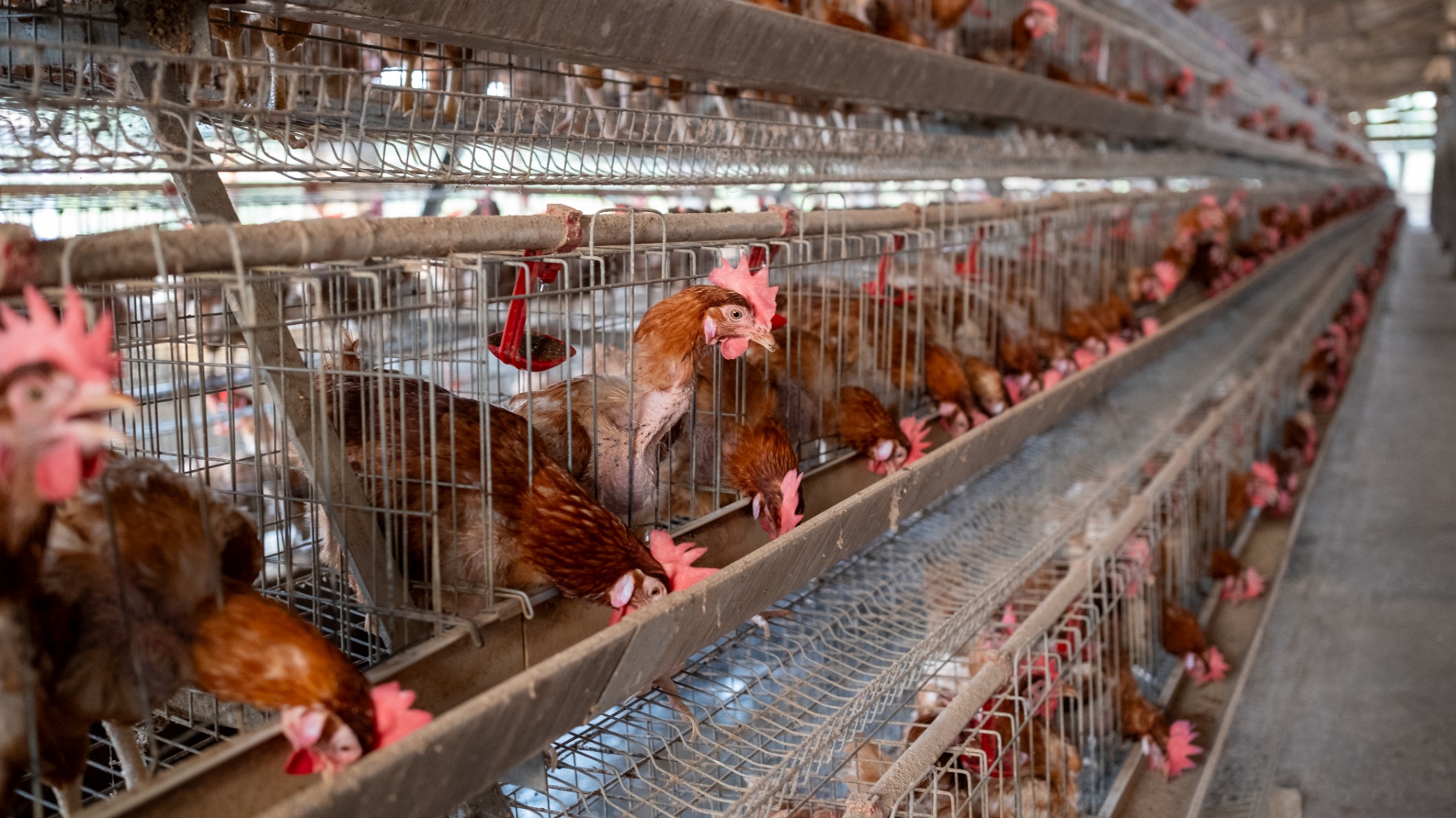 Rows of BioFoods poultry birds inside a production barn